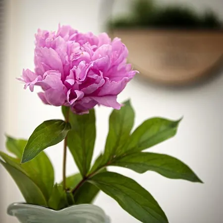 Rhea / рея بيت ضيافة بالشيك