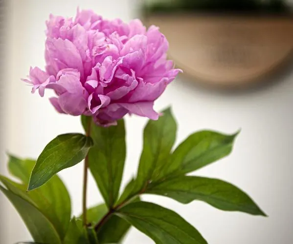 Rhea / рея Maison d'hôtes Balchik